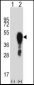 Mouse Hoxa1 Antibody (Center)